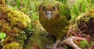kakapo-top-10-endangered-animals
