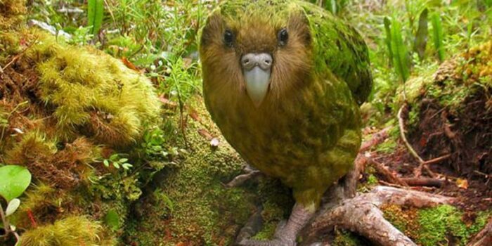 kakapo-top-10-endangered-animals