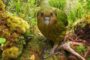 kakapo-top-10-endangered-animals