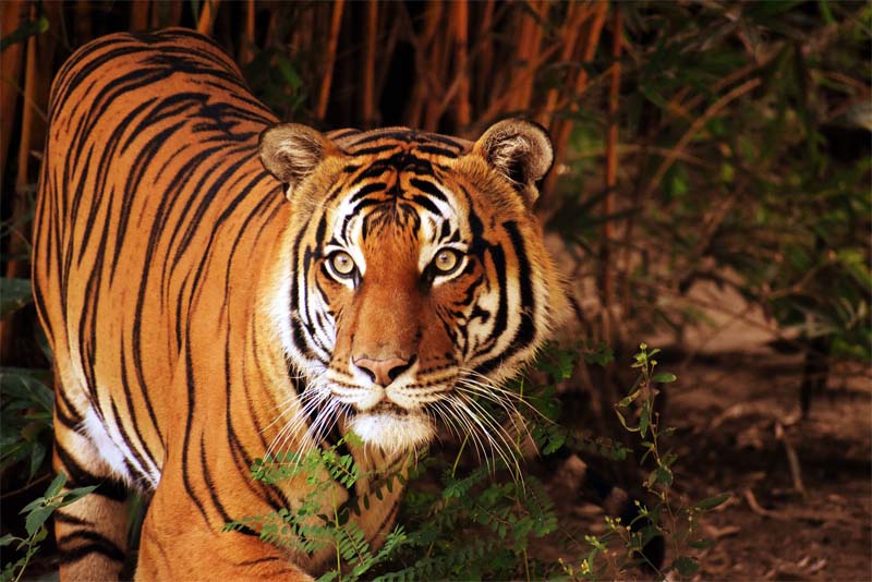 malayan-tiger