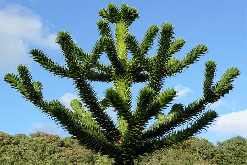 monkey-puzzle-tree