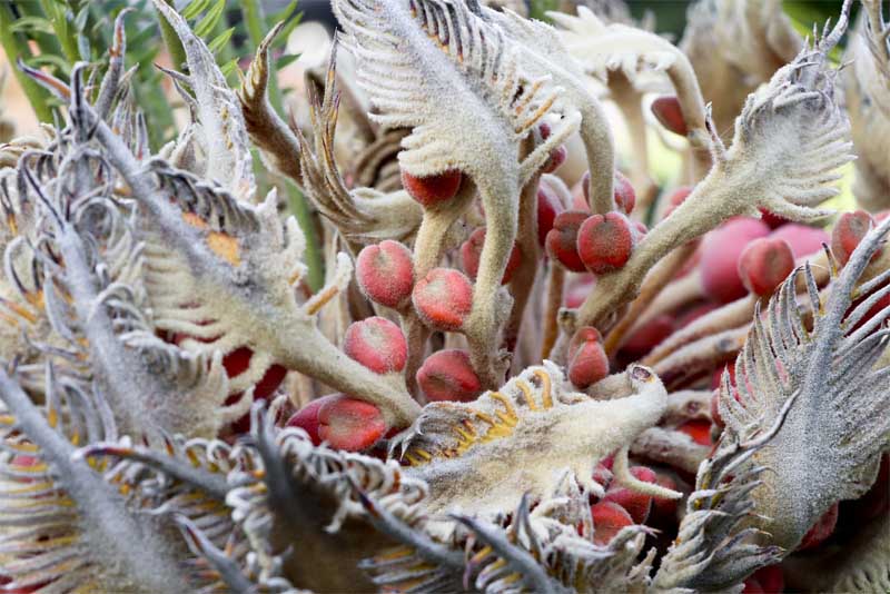 sago-palm-tree