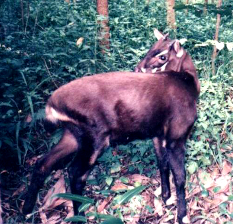 saola