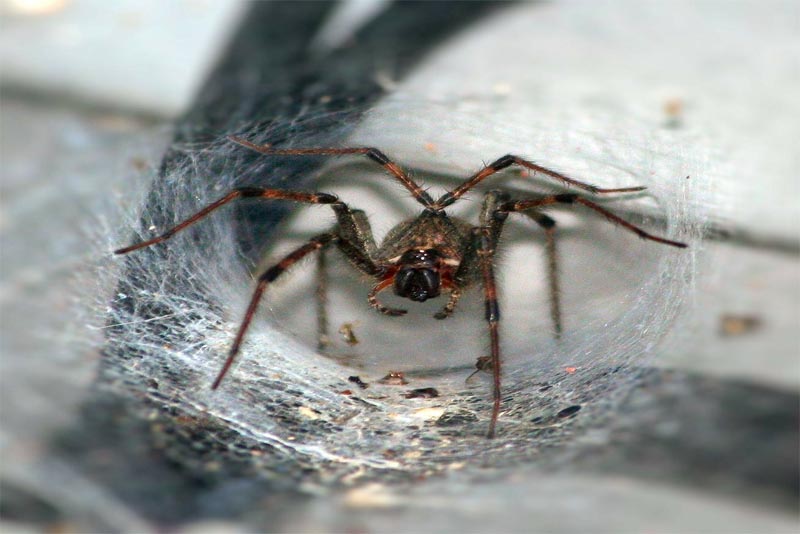 sydney-funnel-web-spider