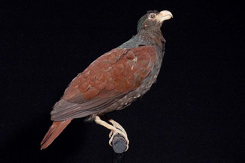 tooth-billed-pigeon