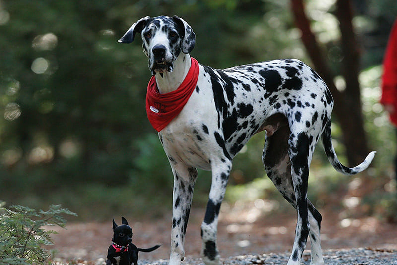 great-danes