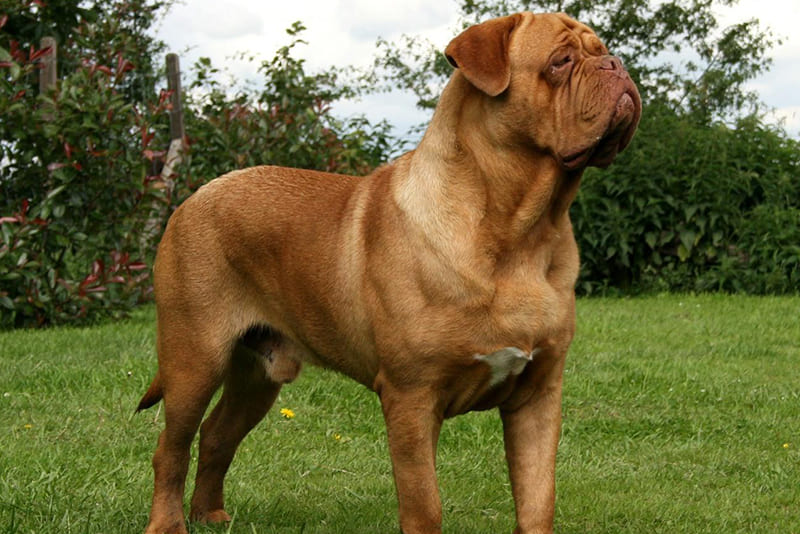 french-mastiff