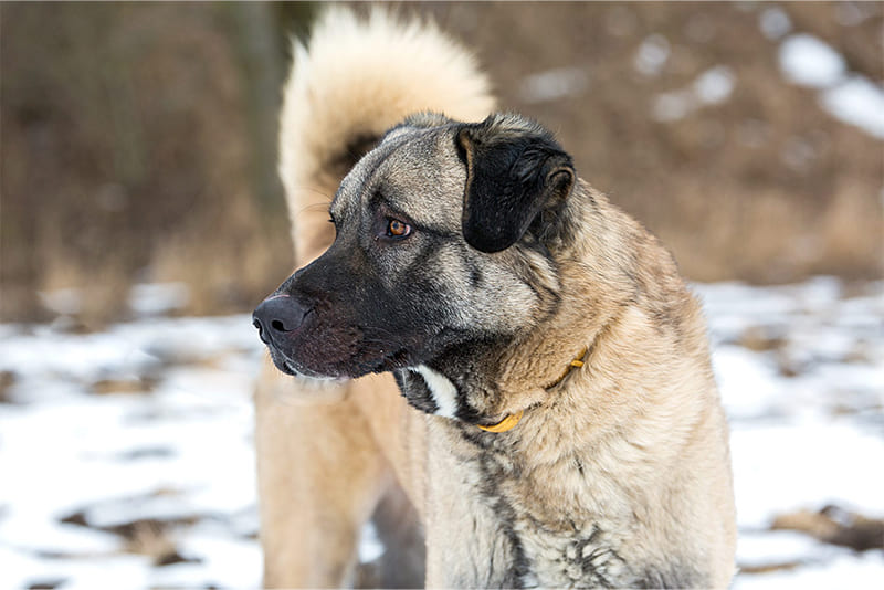 anatolian-shepherd