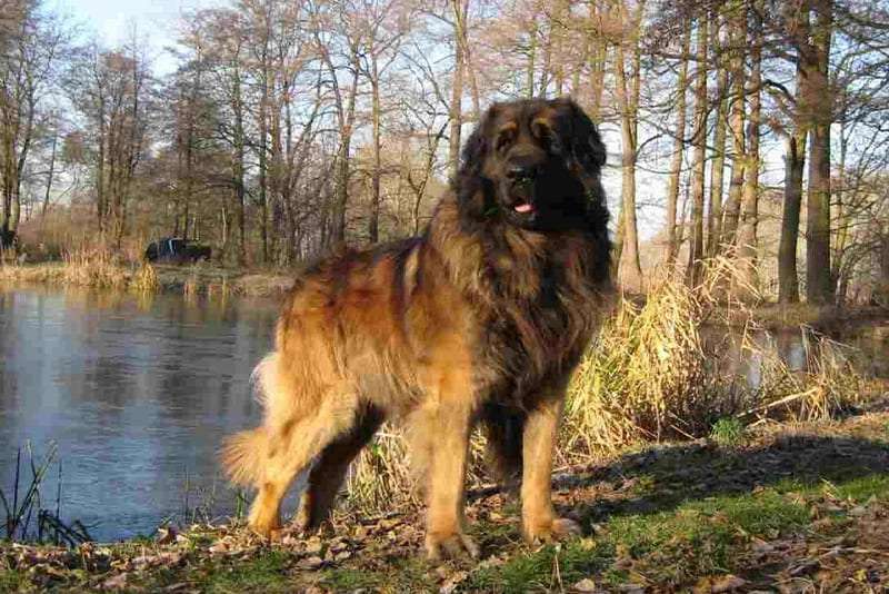 leonberger