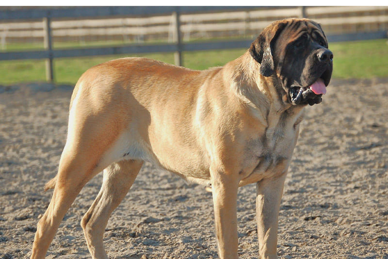 english-mastiff