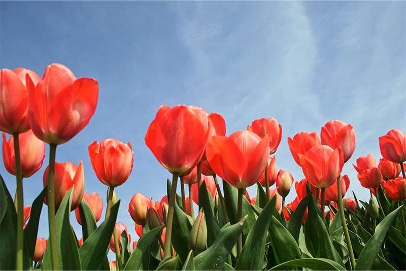 tulips-are-turkeys-national-flowers