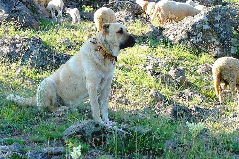 kangal