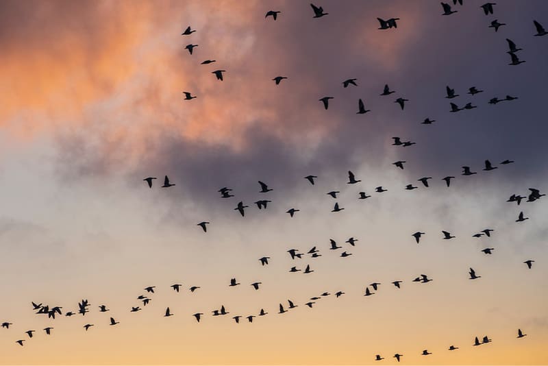 Impressive-birds-of-Moldova