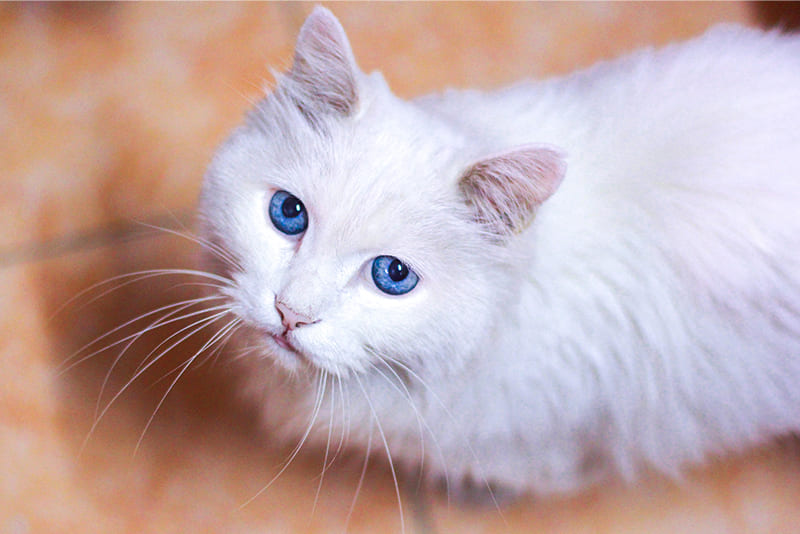 most-white-cats-with-blue-eyes-are-born-deaf