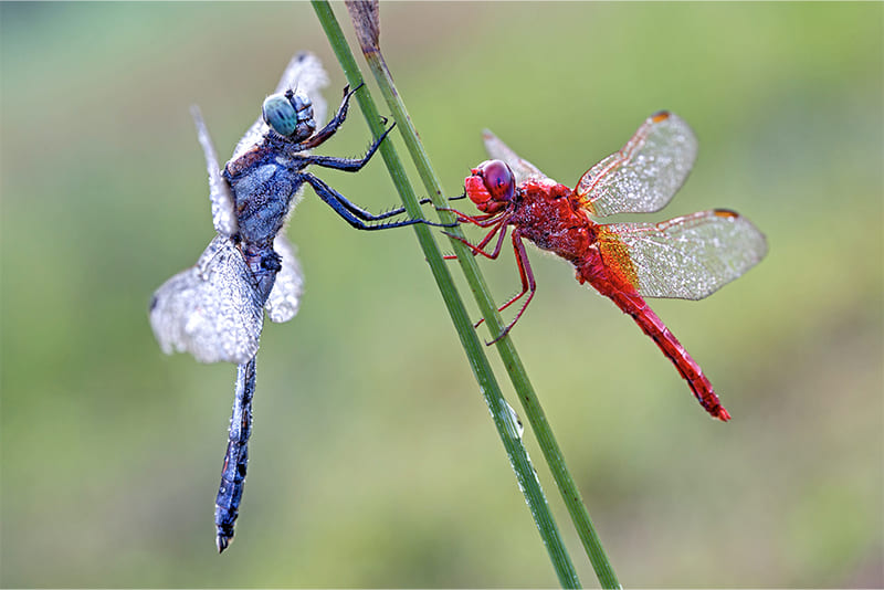 male-dragonflies-fight