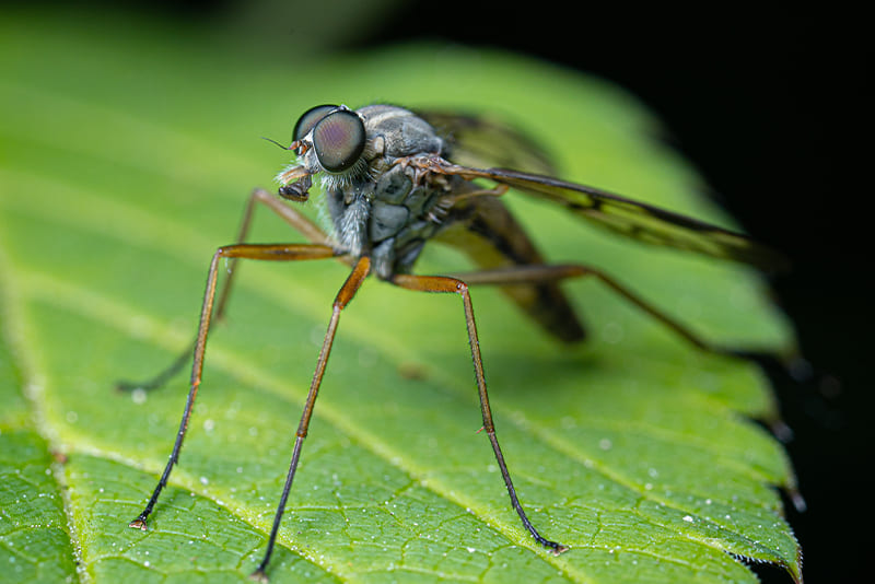 mosquitoes-dont-only-bite-humans