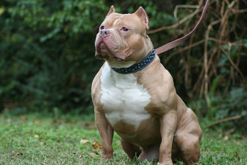 pitbull