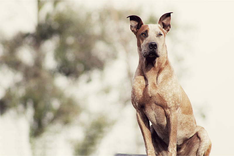 Great-Dane