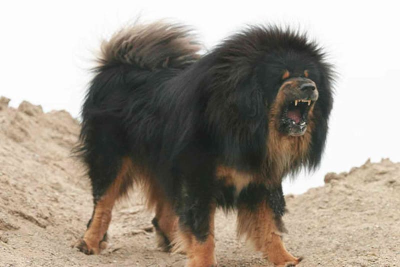 tibetan-mastiff