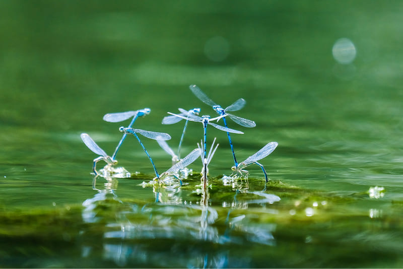 dragonfly-nymphs-live-in-the-water