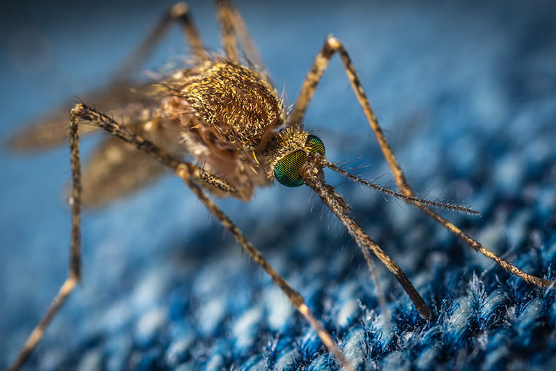 females-mosquitoes-bite