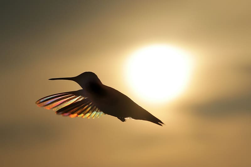 predators-of-hummingbirds