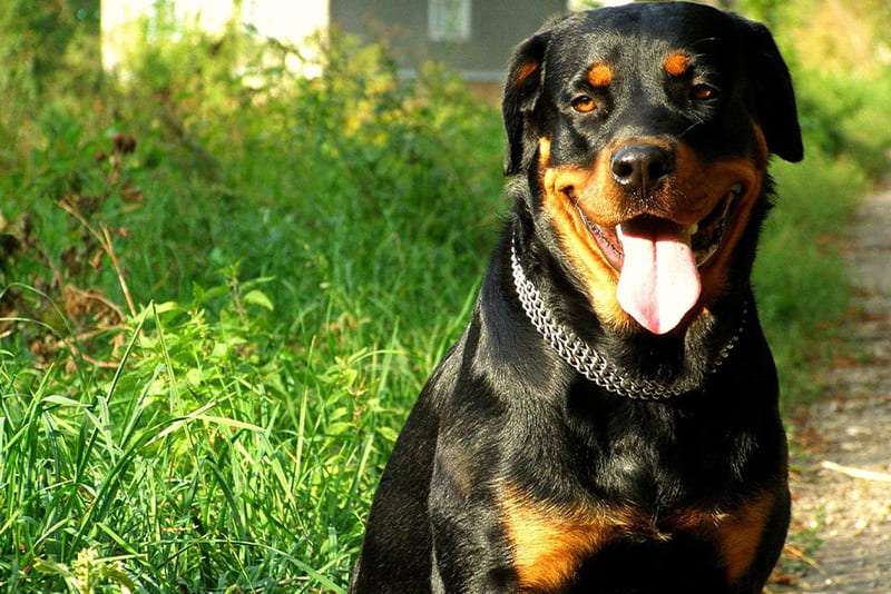 rottweiler