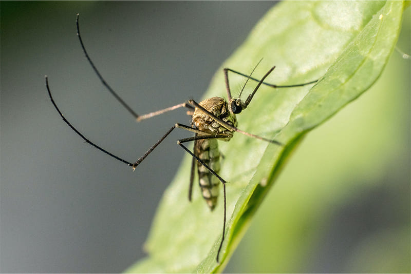 the-elephant-mosquito-is-the-largest-in-the-world