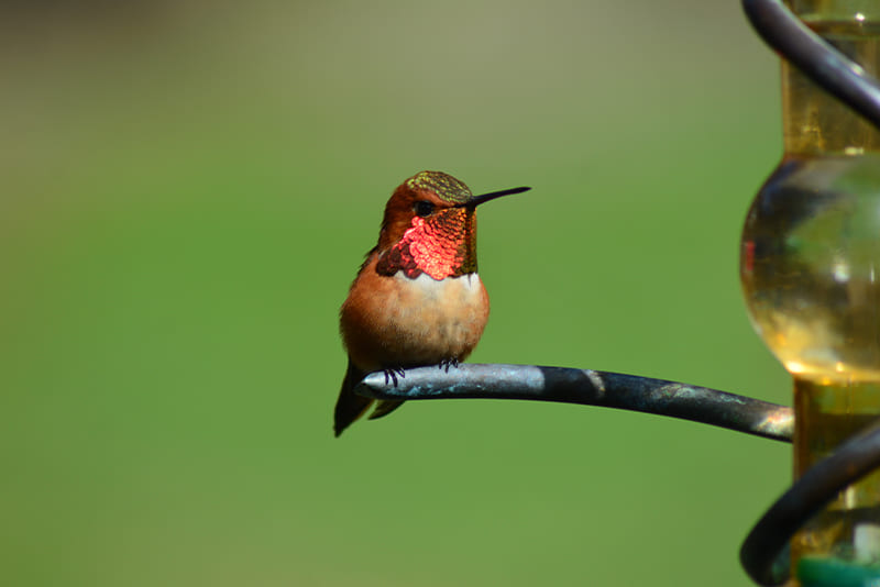 the-weight-of-the-hummingbird