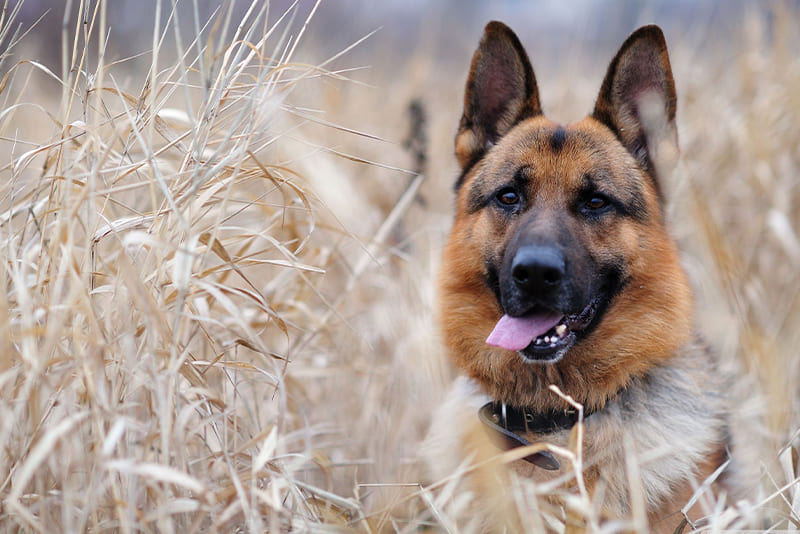 german-shephard