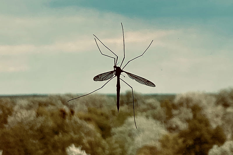 male-mosquitoes-find-their-females-through-the-sound-of-wings