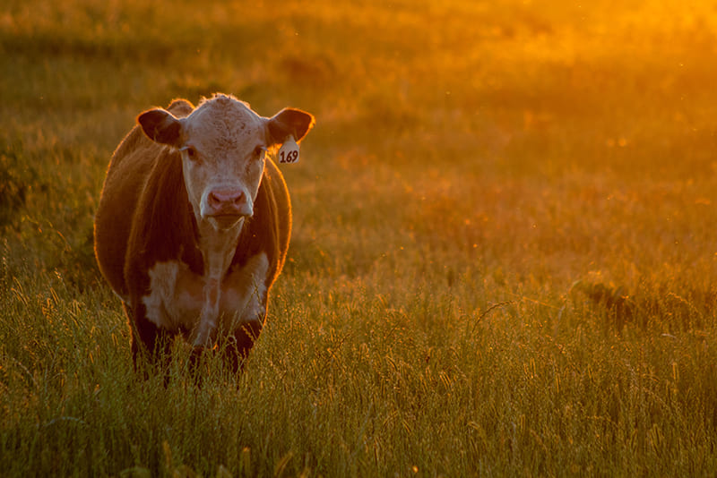 cows-dont-have-upper-front-teeth