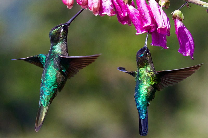 they-visit-over-1000-flowers