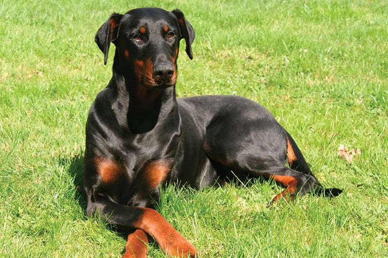 doberman-pinscher