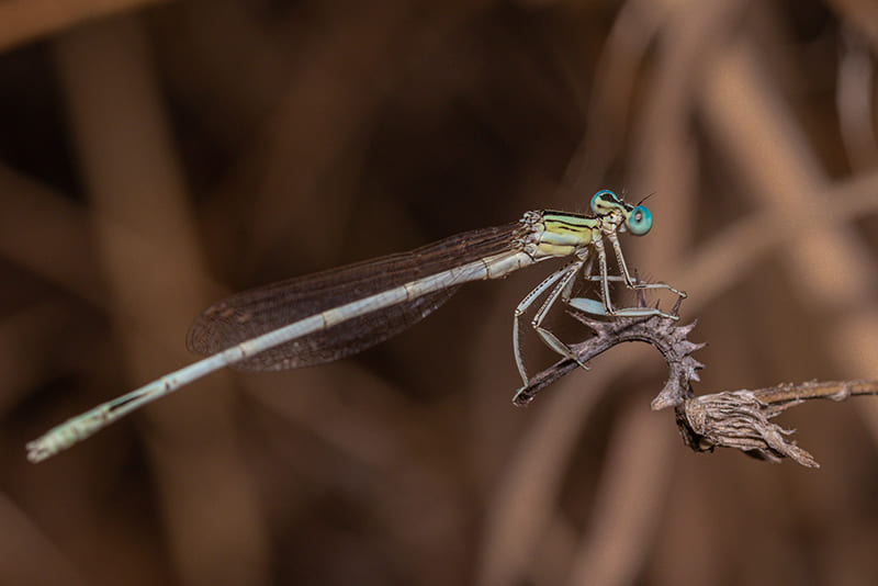 huge-stingers-interesting-facts-about-dragonflies