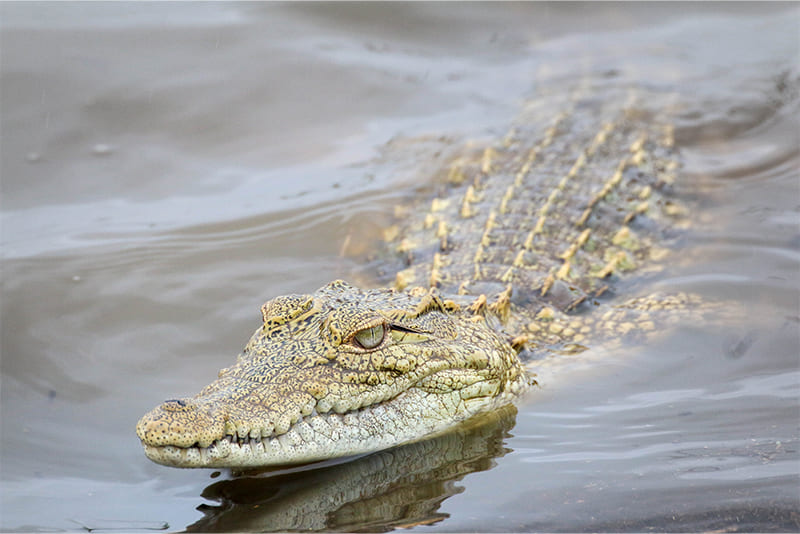 they-are-much-less-aggressive-than-crocodiles
