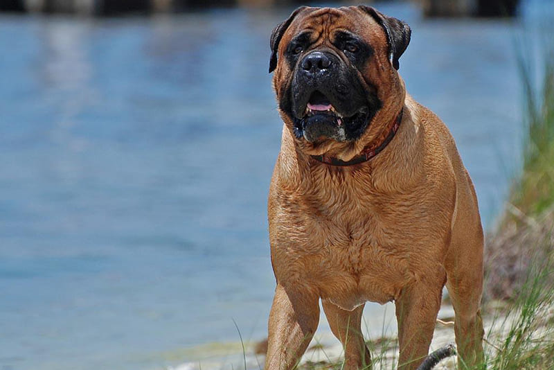 bullmastiff