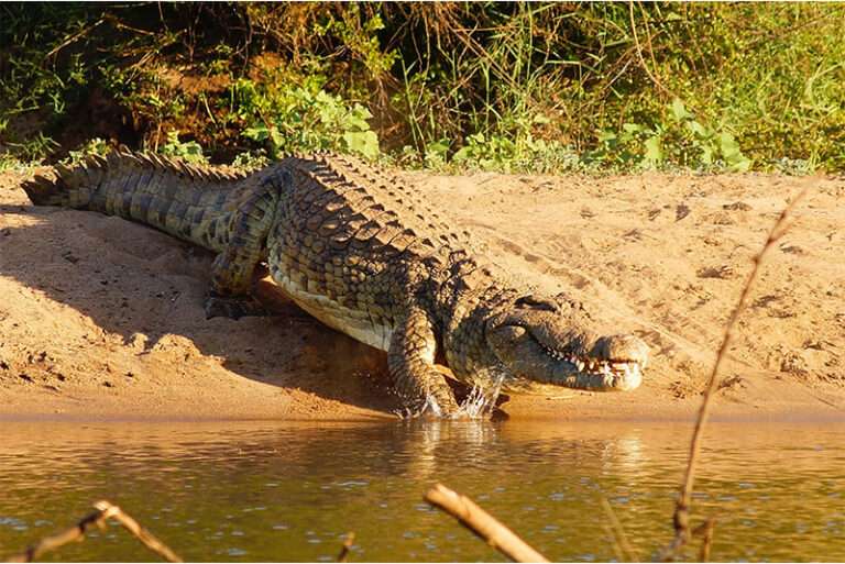 are alligators nocturnal are alligators nocturnal