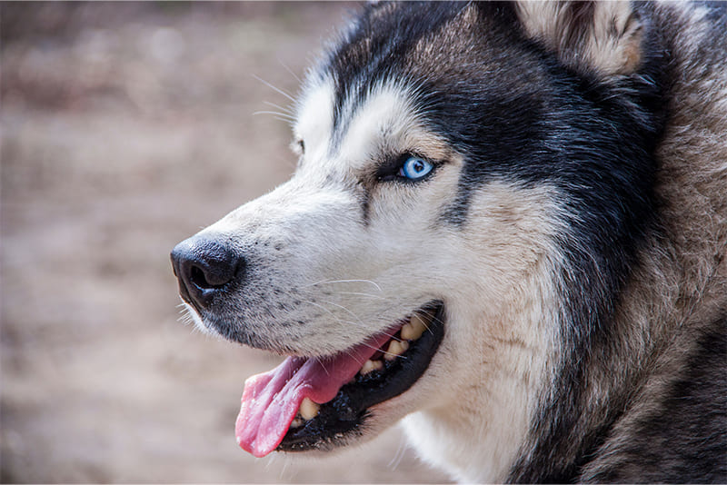 siberian-husky