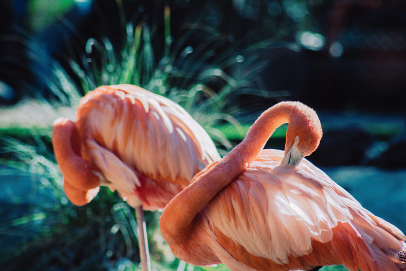 flamingos-turn-pink-from-eating-shrimp