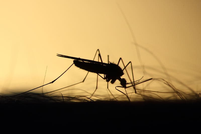 mosquitoes-are-more-active-in-a-full-moon