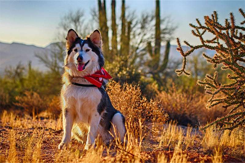 Alaskan-Husky