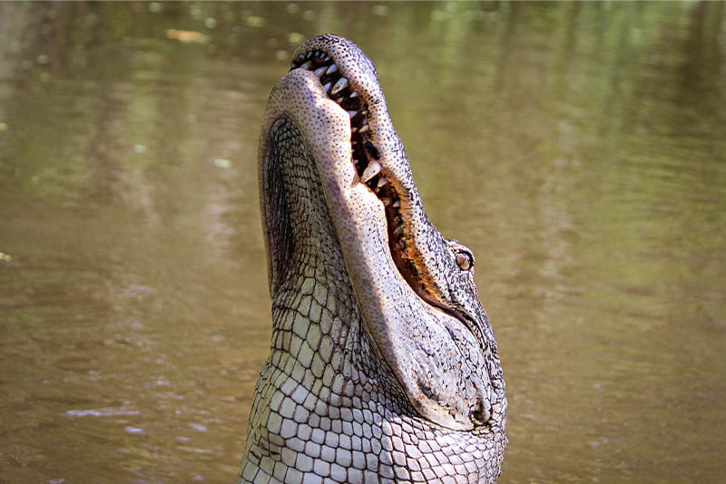 alligators-eating-habit