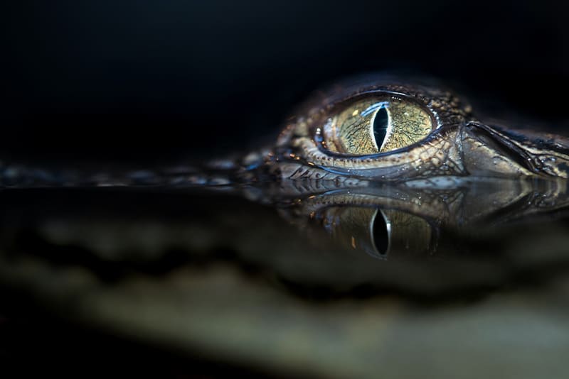 good-night-vision-interesting-facts-about-alligators