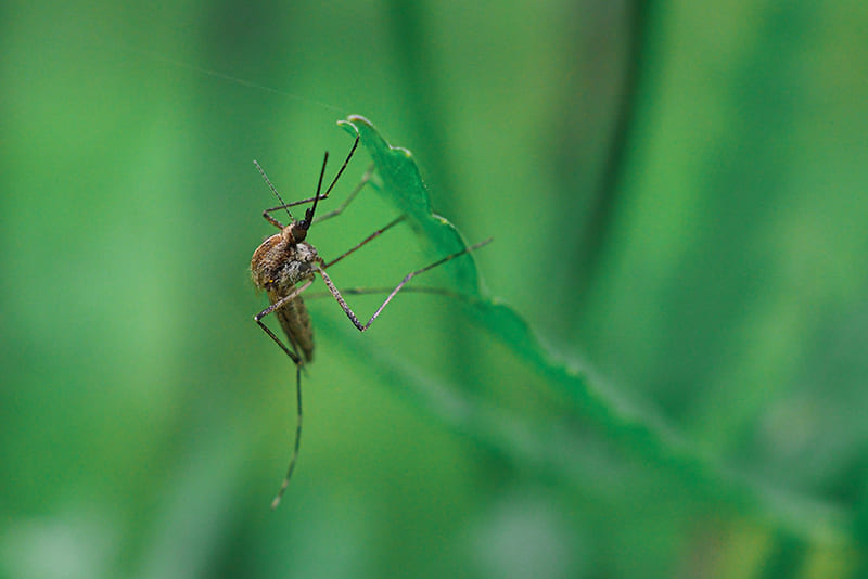 favorite-colors-of-mosquitoes