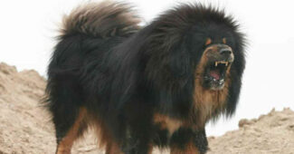 biggest-dog-breeds-in-the-world