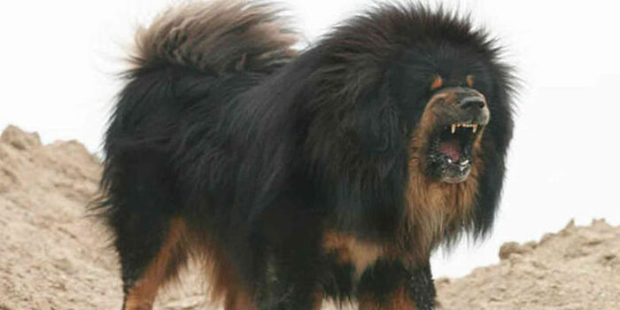 biggest-dog-breeds-in-the-world