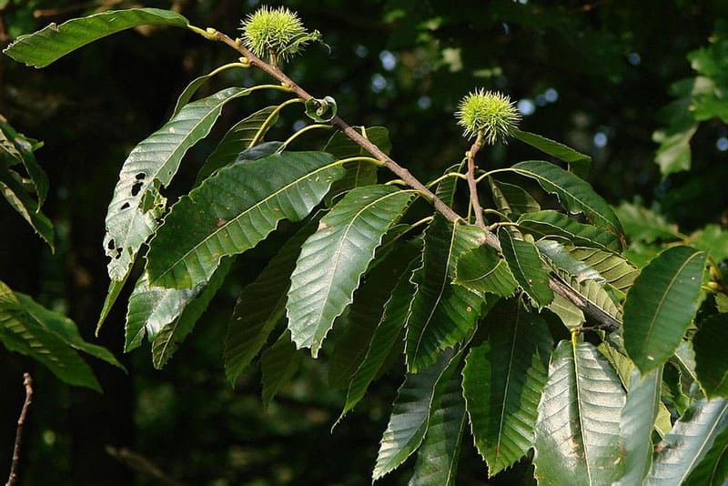 Chestnut-tree-in-Genova-indicates-the-Spring-season-wiki-pedia