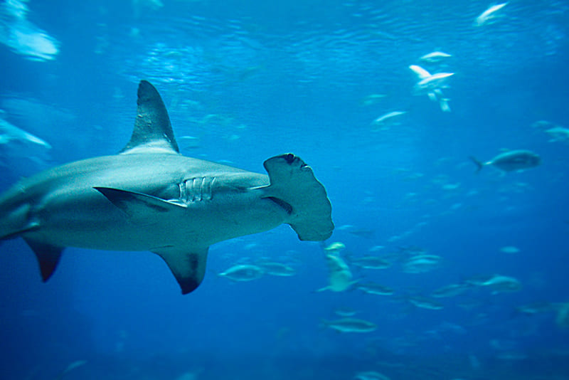 Hammerhead-sharks-have-a-360-degree-field-of-vision