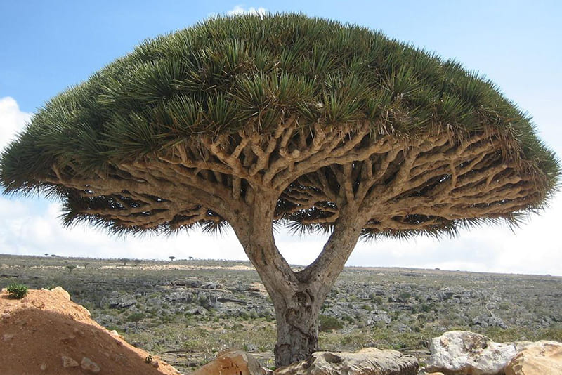 Unique-tree
